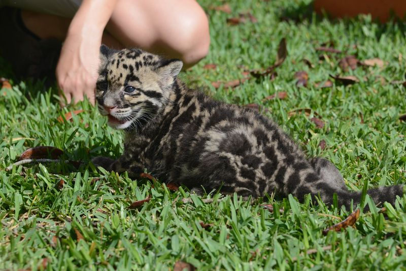 Illustration for article titled Clouded Leopard Toe Beans Are As Cute As You'd Expect